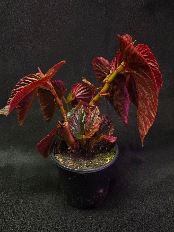 Begonia Brevirimosa Exotica 