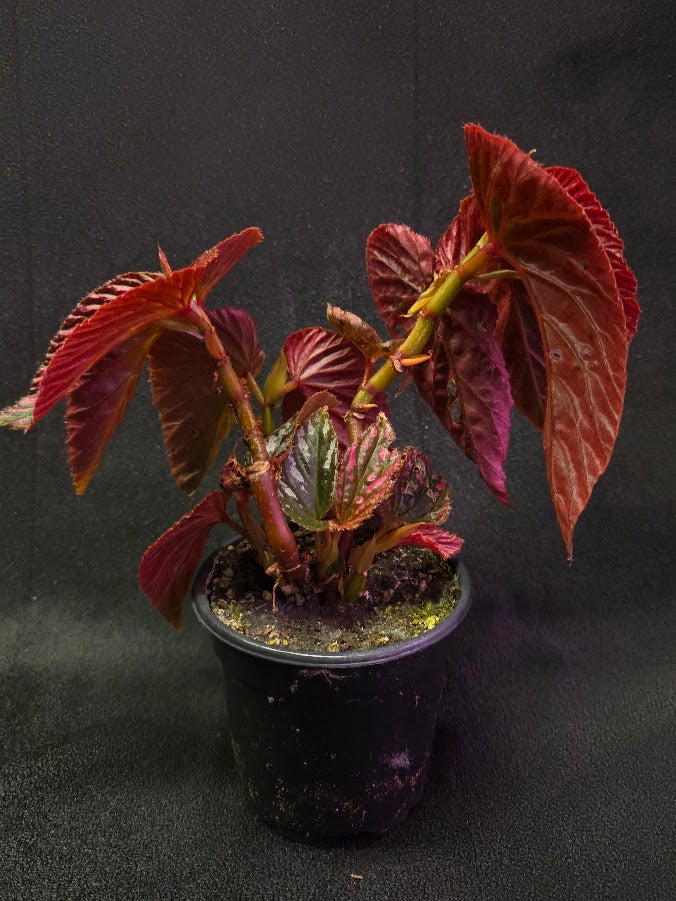 Begonia Brevirimosa Exotica 