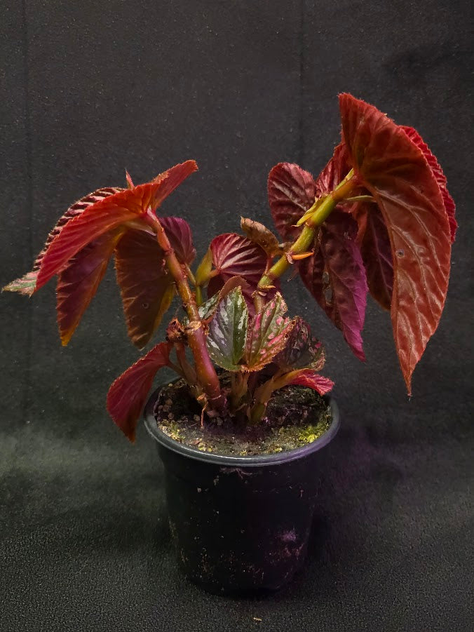 Begonia Brevirimosa Exotica 