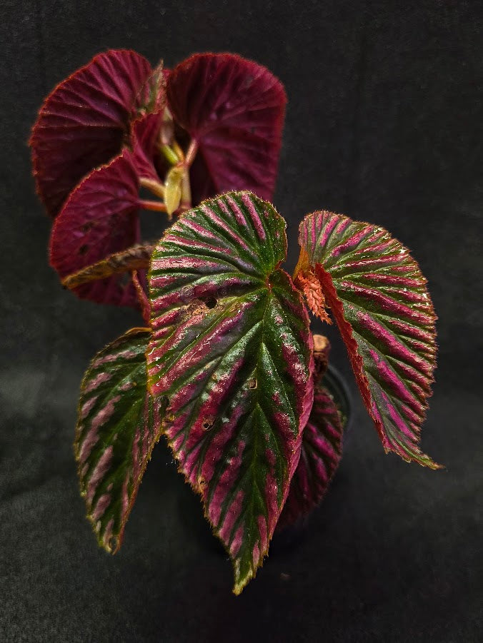 Begonia Brevirimosa Exotica 