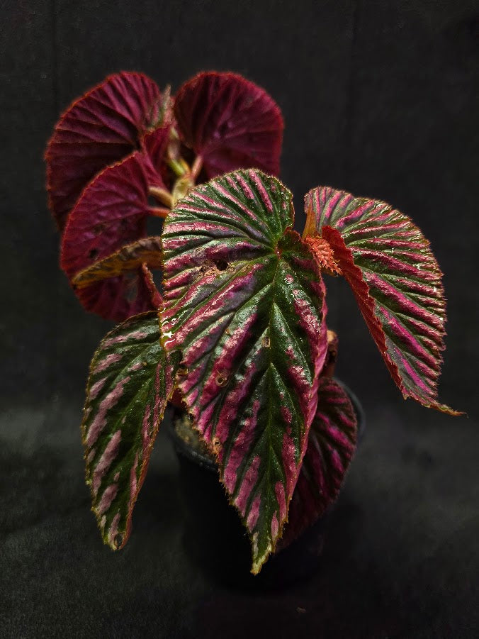 Begonia Brevirimosa Exotica 
