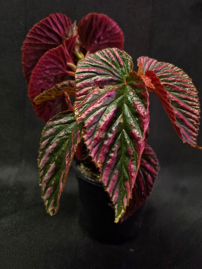 Begonia Brevirimosa Exotica 