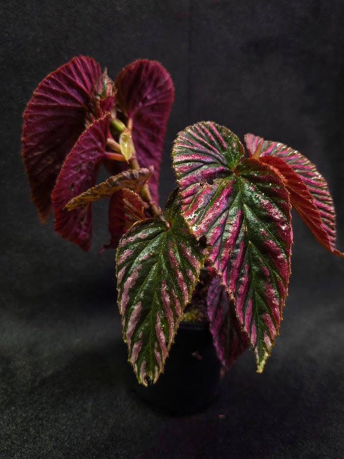 Begonia Brevirimosa Exotica 