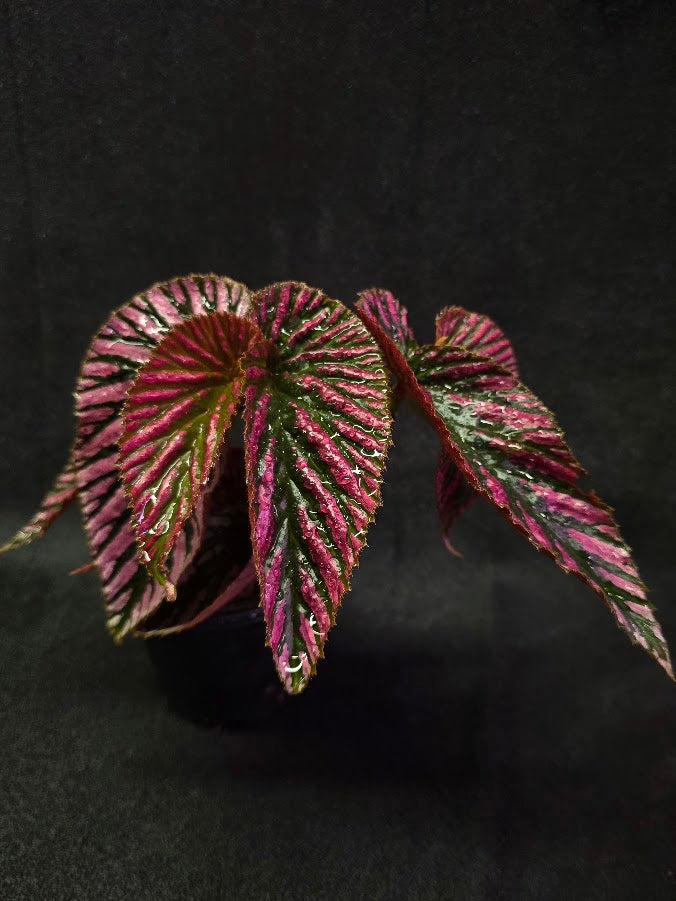 Begonia Brevirimosa Exotica 