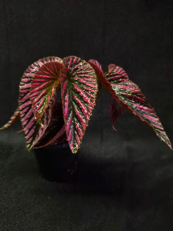 Begonia Brevirimosa Exotica 