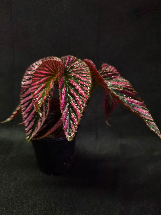 Begonia Brevirimosa Exotica 