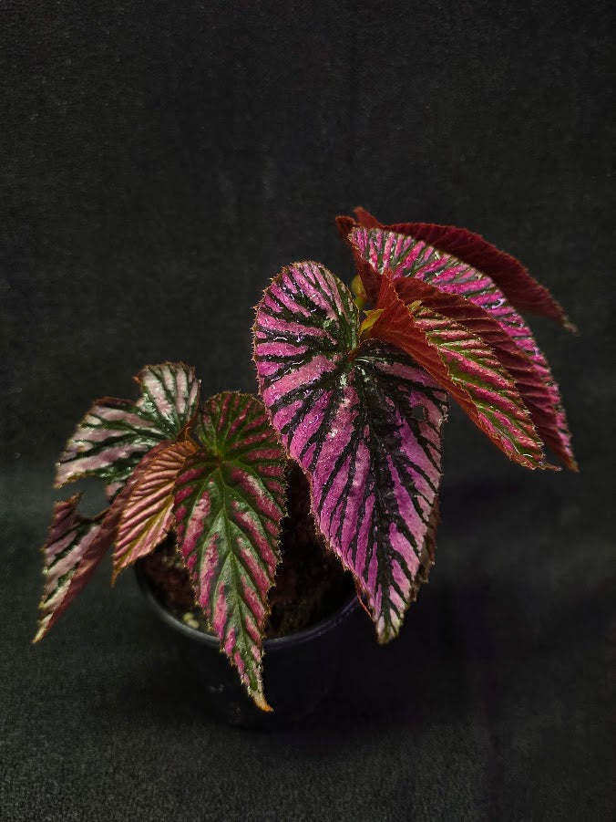 Begonia Brevirimosa Exotica 