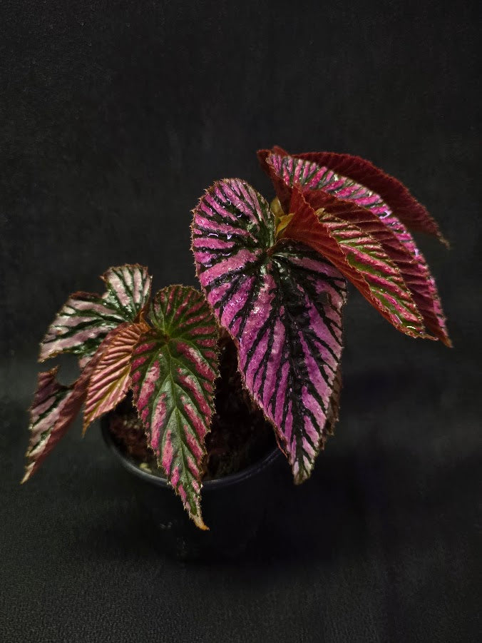 Begonia Brevirimosa Exotica 