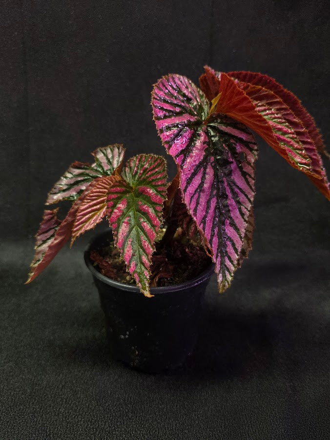 Begonia Brevirimosa Exotica 