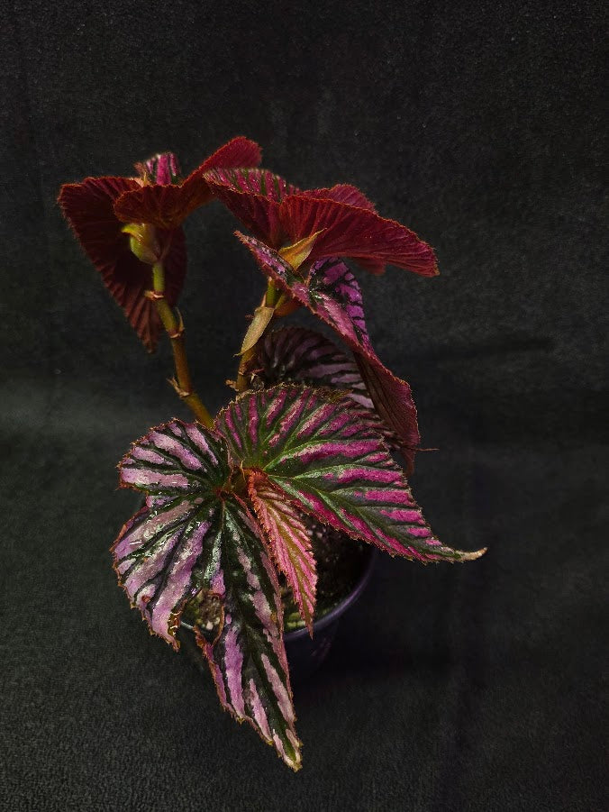 Begonia Brevirimosa Exotica 