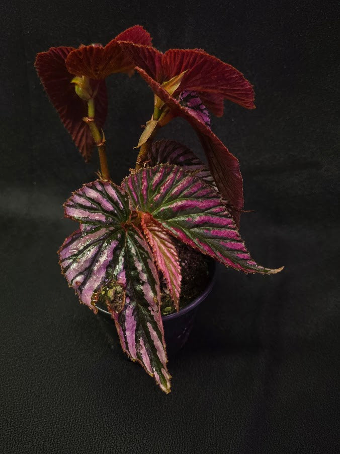 Begonia Brevirimosa Exotica 