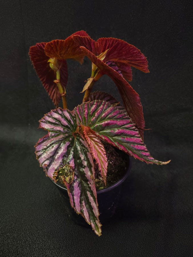 Begonia Brevirimosa Exotica 