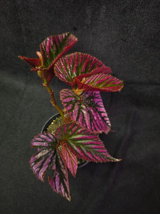 Begonia Brevirimosa Exotica 