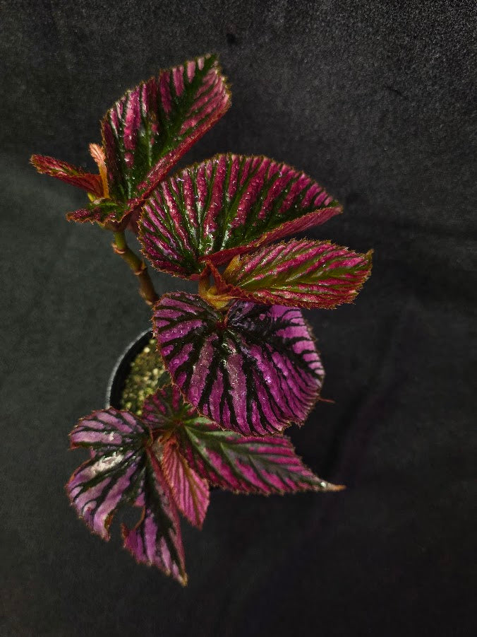 Begonia Brevirimosa Exotica 