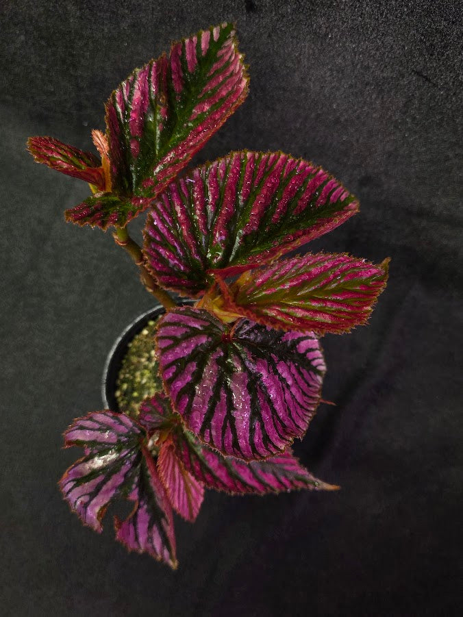 Begonia Brevirimosa Exotica 
