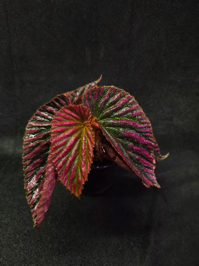 Begonia Brevirimosa Exotica 