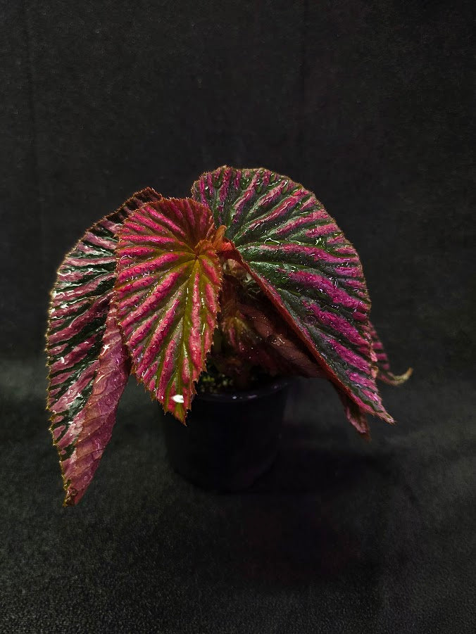 Begonia Brevirimosa Exotica 
