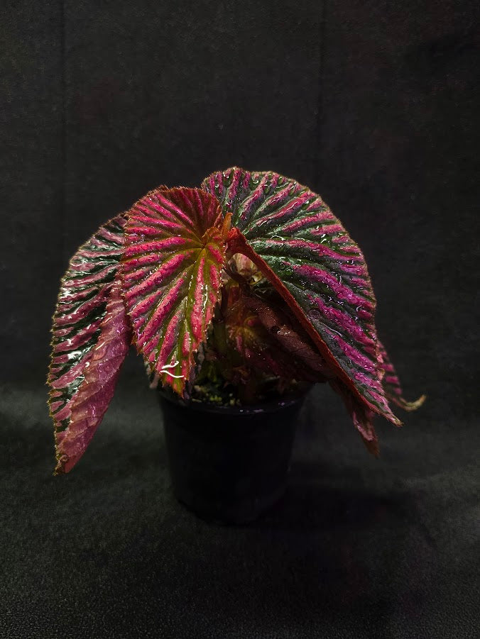 Begonia Brevirimosa Exotica 