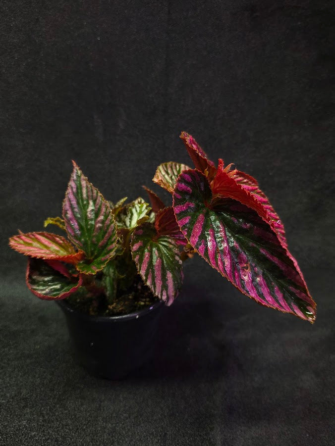 Begonia Brevirimosa Exotica 