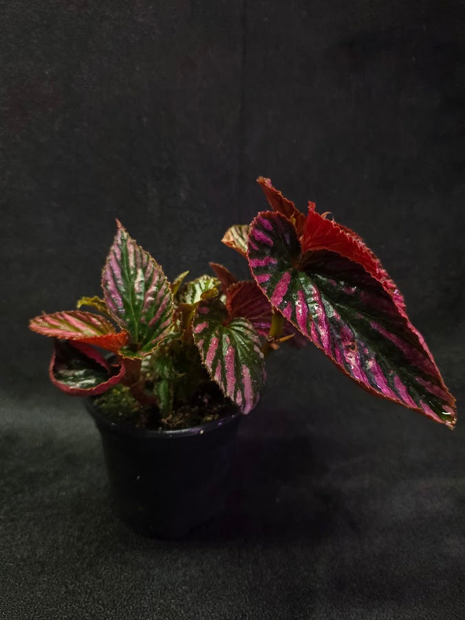 Begonia Brevirimosa Exotica 