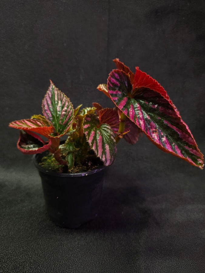 Begonia Brevirimosa Exotica 