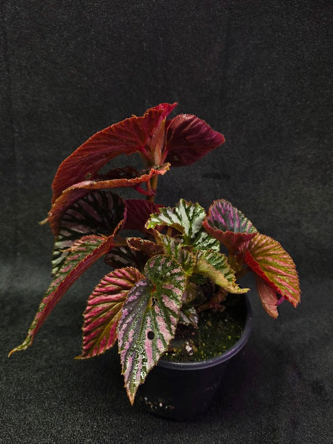 Begonia Brevirimosa Exotica 