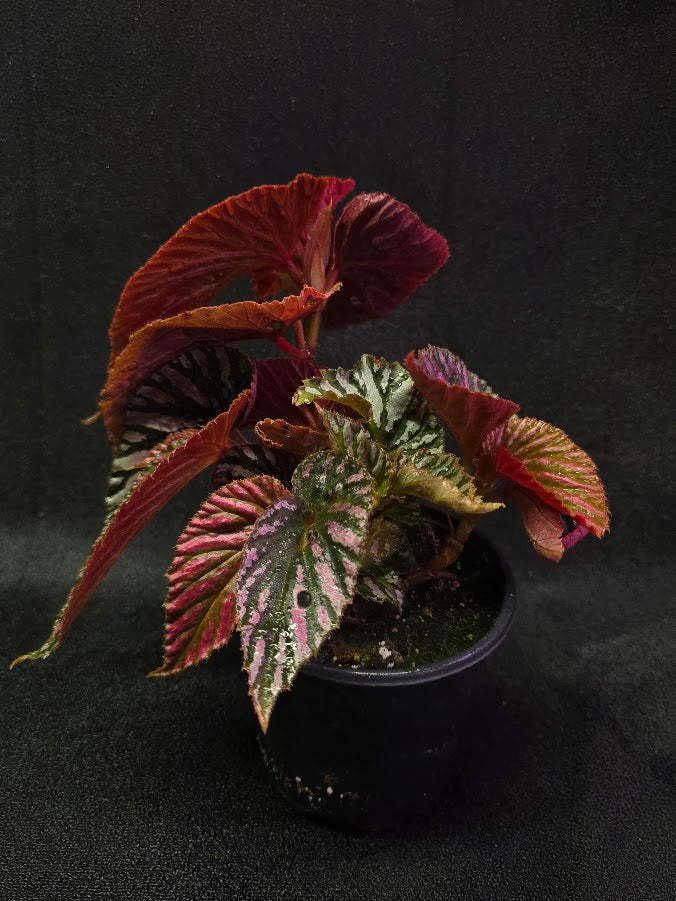 Begonia Brevirimosa Exotica 