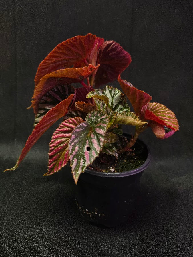 Begonia Brevirimosa Exotica 