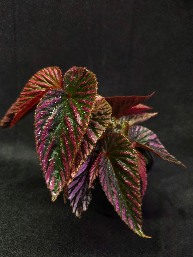 Begonia Brevirimosa Exotica 