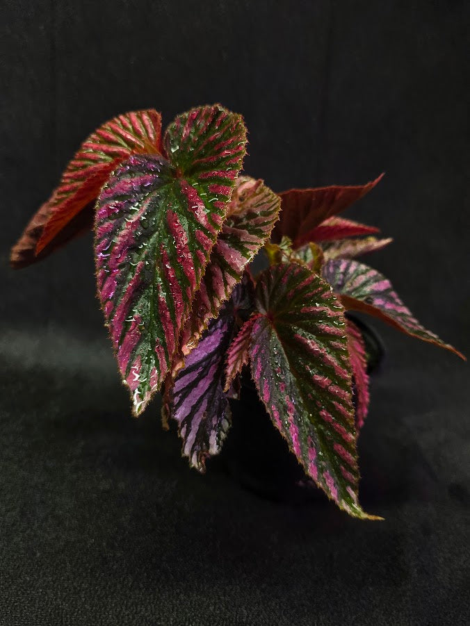 Begonia Brevirimosa Exotica 