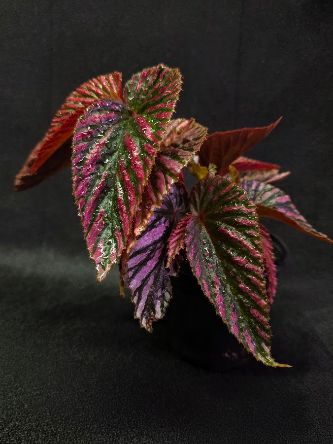 Begonia Brevirimosa Exotica 