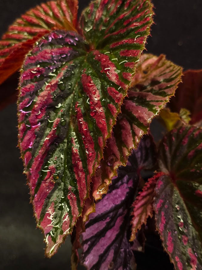 Begonia Brevirimosa Exotica 