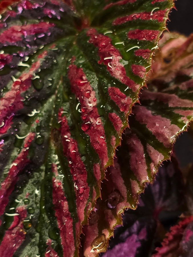 Begonia Brevirimosa Exotica 