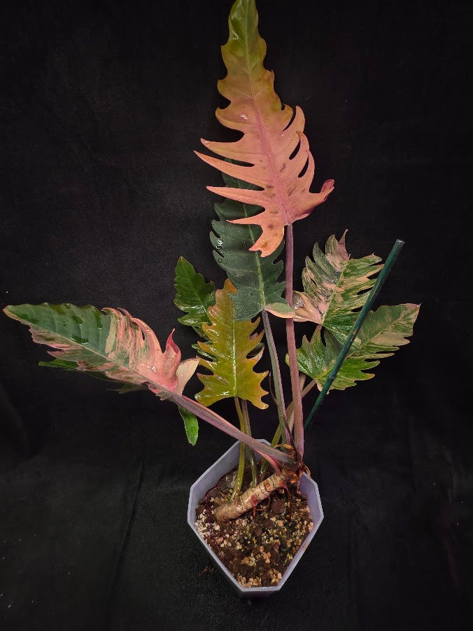 Philodendron Caramel Marble (Monster Size Specimen) 