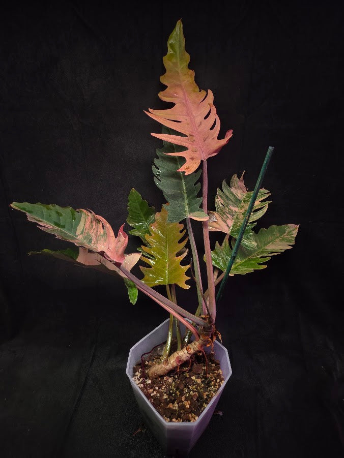 Philodendron Caramel Marble (Monster Size Specimen) 