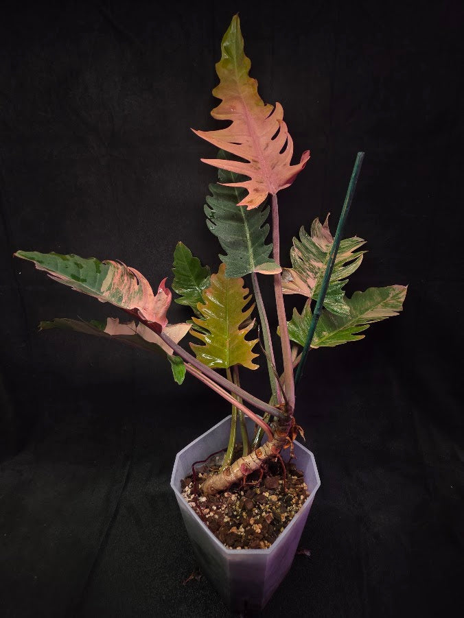 Philodendron Caramel Marble (Monster Size Specimen) 