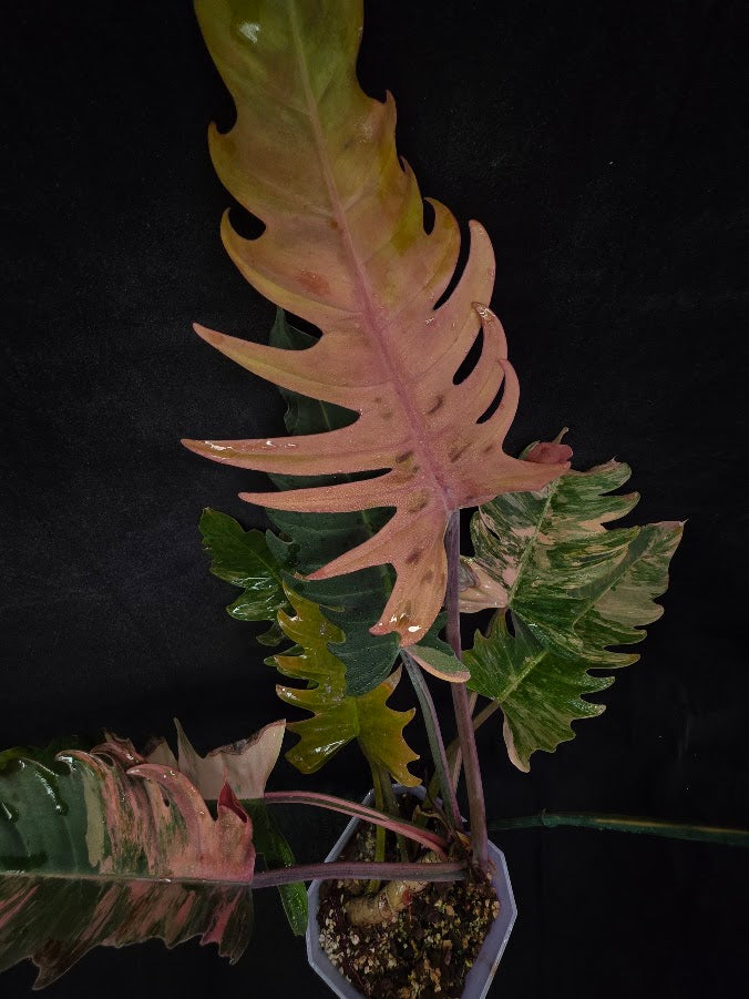 Philodendron Caramel Marble (Monster Size Specimen) 