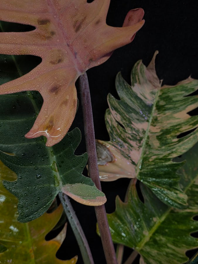 Philodendron Caramel Marble (Monster Size Specimen) 