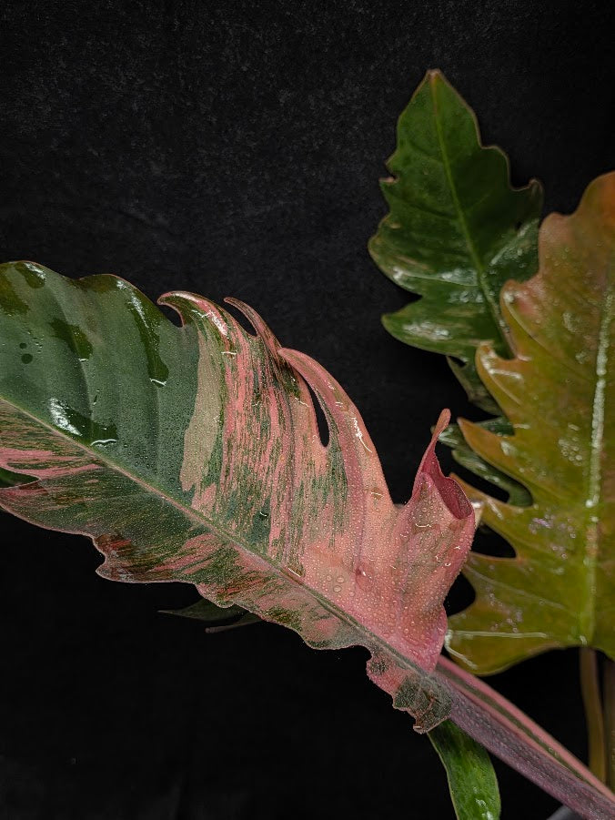 Philodendron Caramel Marble (Monster Size Specimen) 