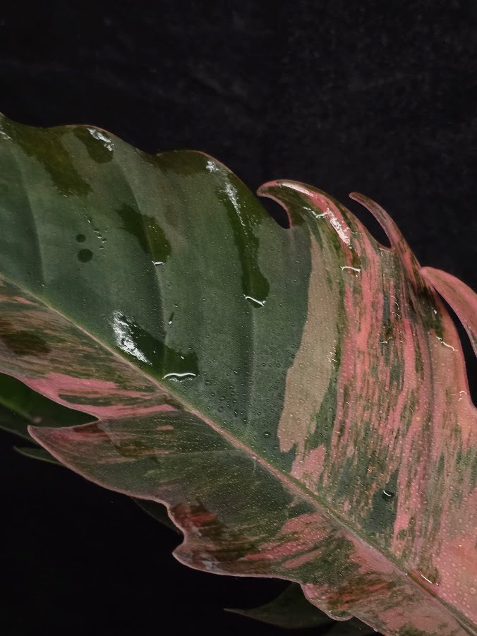 Philodendron Caramel Marble (Monster Size Specimen) 