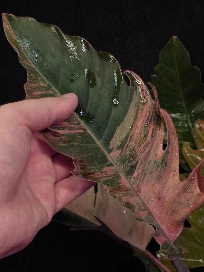 Philodendron Caramel Marble (Monster Size Specimen) 
