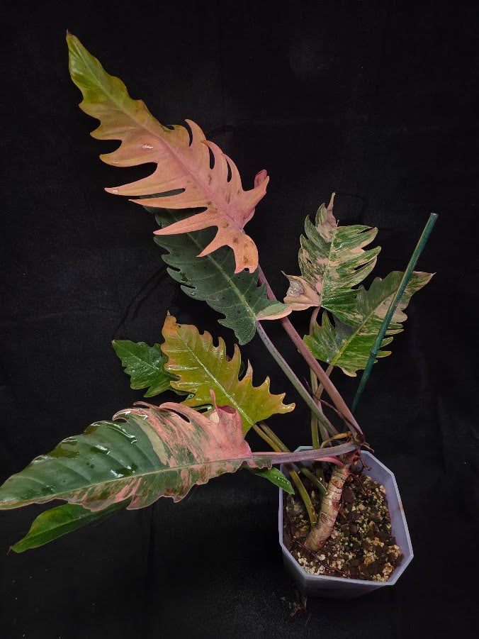 Philodendron Caramel Marble (Monster Size Specimen) 