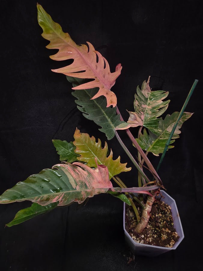 Philodendron Caramel Marble (Monster Size Specimen) 