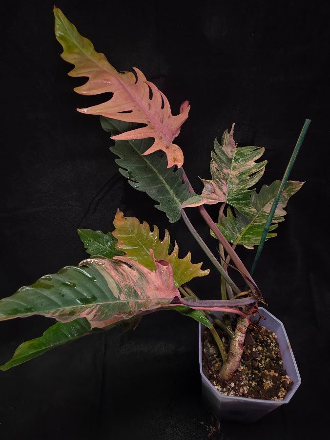 Philodendron Caramel Marble (Monster Size Specimen) 