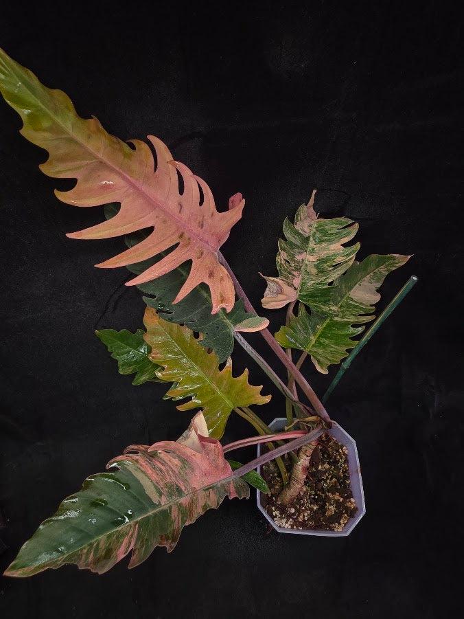Philodendron Caramel Marble (Monster Size Specimen) 