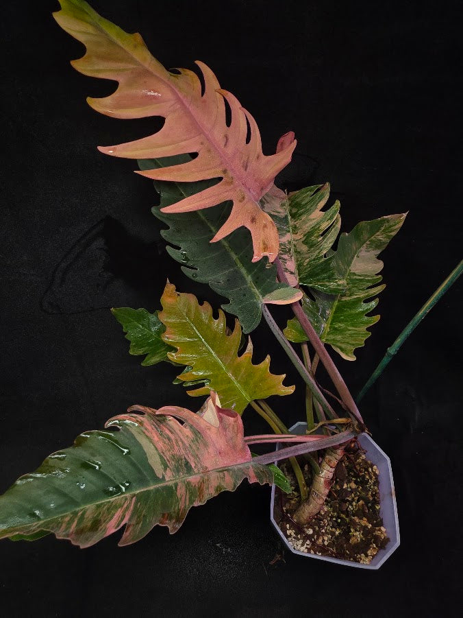 Philodendron Caramel Marble (Monster Size Specimen) 