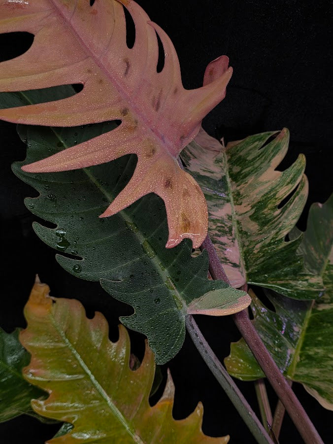 Philodendron Caramel Marble (Monster Size Specimen) 