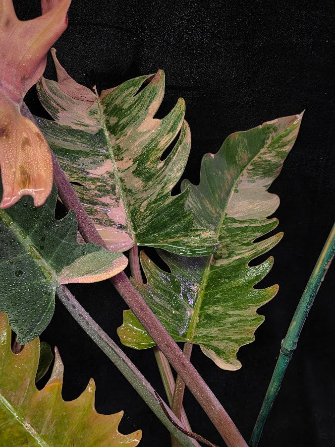 Philodendron Caramel Marble (Monster Size Specimen) 