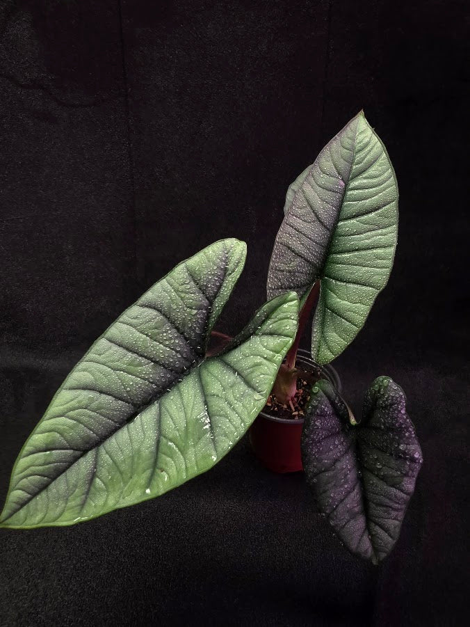 Alocasia Bisma 