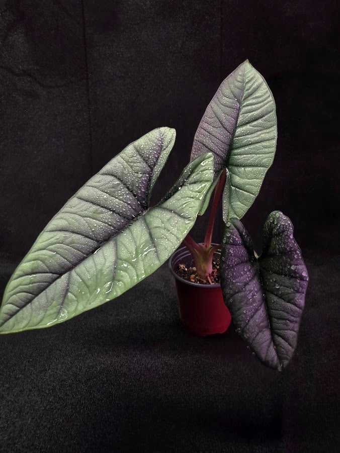 Alocasia Bisma 